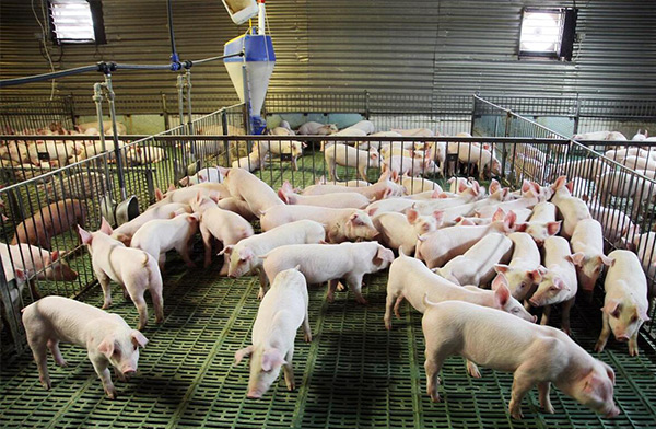 養(yǎng)殖場(chǎng)空氣過濾的重要性